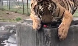 老虎吃瓜动物视频播放,动物界的趣味食趣大揭秘