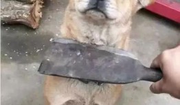 偷瓜狗吃土狗视频大全集,视频大全集精彩回顾