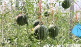 韩城市吃瓜事件视频播放,真相与舆论的碰撞