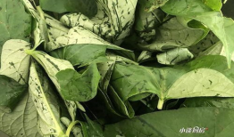 洋瓜的叶子可以吃吗视频,揭秘可食用蔬菜的新发现