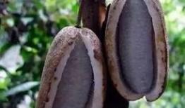 八月瓜吃货视频大全播放,视频大全播放量揭秘