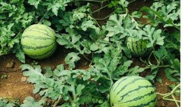 椒江吃瓜事件视频最新版,最新视频揭露惊人真相