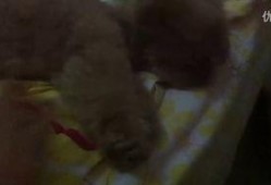 认真吃瓜的二米视频播放,揭秘热门事件背后的真相