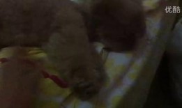 认真吃瓜的二米视频播放,揭秘热门事件背后的真相