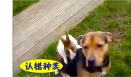 恶搞吃瓜配音搞笑视频在线观看,恶搞吃瓜视频，笑料横飞，欢乐无限