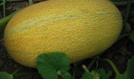 多人吃哈密瓜好不好呀视频,美味与欢乐同行