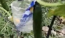 巴州吃瓜事件真相视频大全,揭秘真相背后的视频大全