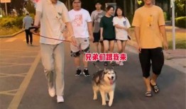 大学生遛狗吃瓜视频,大学生遛狗吃瓜，趣味生活瞬间捕捉