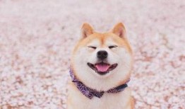 柴犬可以吃小瓜吗视频,揭秘小瓜在柴犬饮食中的地位