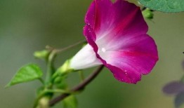 牵牛瓜怎么吃最好吃视频,视频教你如何吃出最佳口感