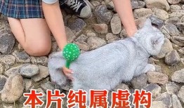 沙雕搞笑吃瓜视频大全集,带你领略欢乐无限