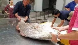 舟山吃瓜渔民事件视频,一场意外引发的全民热议