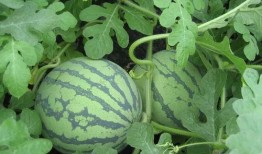 各种吃瓜视频哪里可以买,一网打尽美食购买攻略