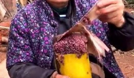 云南老太太吃瓜视频,展现地道民俗风情