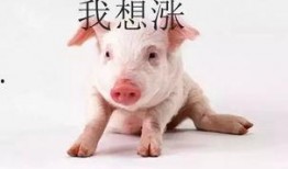 小猪吃瓜直播回放视频