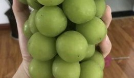 cc吃瓜视频,娱乐圈幕后风云大揭秘