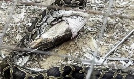 大花蟒吃瓜事件视频