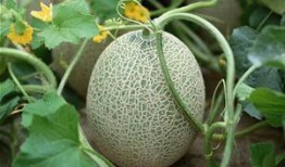 多人吃哈密瓜好不好呀视频,美味与欢乐同行