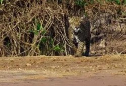 美洲豹吃瓜视频,趣味横生生态瞬间