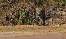 美洲豹吃瓜视频,趣味横生生态瞬间