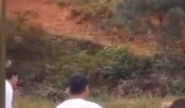 吃瓜新娘伴郎视频播放,婚礼现场笑料百出