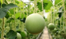 永年圆圆吃瓜视频,揭秘娱乐圈幕后故事