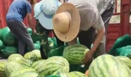 鲁山吃瓜大赛事件视频,一场全民参与的乡村狂欢盛宴