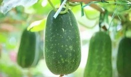 吃瓜的人都是哪里的视频,吃瓜群众来自何方？视频揭示地域特色